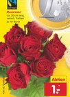Moosrosen im aktuellen Netto Marken-Discount Prospekt