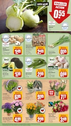 REWE Blumen im Prospekt 