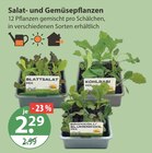 Salat- und Gemüsepflanzen Angebote bei V-Markt Augsburg für 2,29 €