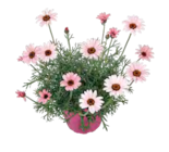 Pinker Frühlingsmix von Gardenline im aktuellen ALDI SÜD Prospekt