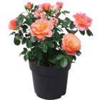Rose Sugar Candy  im aktuellen OBI Prospekt für 19,99 €