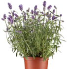 Aktuelles Lavendel Angebot bei Pflanzen Kölle in Heilbronn ab 2,22 €
