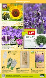 Sonnenblume Angebot im aktuellen Pflanzen Kölle Prospekt auf Seite 3