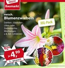 versch. Blumenzwiebeln Angebote von Baumarkt bei Sonderpreis Baumarkt Göttingen für 4,99 €