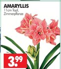 Aktuelle Zimmerpflanzen Angebote bei Wreesmann in Dresden Aktuelles Amaryllis Angebot bei Wreesmann in Dresden ab 3,99 €