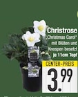 Christrose Angebote bei E center Germering für 3,99 €