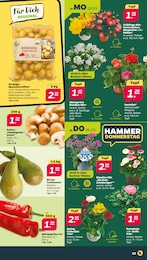 Spitzpaprika Angebot im aktuellen Netto mit dem Scottie Prospekt auf Seite 3