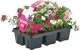 6er-Pack „Blooming Joy“ Mix von blooming joy für 4,99 € bei Netto mit dem Scottie im Angebot 6er-Pack „Blooming Joy“ Mix von blooming joy im aktuellen Netto mit dem Scottie Prospekt