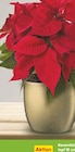 Weihnachtsstern im Angebot bei Netto Marken-Discount in Wilhelmshaven Weihnachtsstern Angebote bei Netto Marken-Discount Wilhelmshaven für 1,99 €