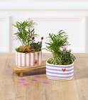 Composition de plantes - Super U à Besançon Composition de plantes en promo chez Super U Besançon à 12,99 €