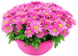 Chrysantheme im Penny Prospekt Chrysantheme im aktuellen Penny Prospekt für 4,99 €