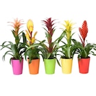 Plante exotique en promo à 6,99 € chez Carrefour Plante exotique dans le catalogue Carrefour
