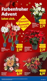 Ähnliche Angebote wie Stiefmütterchen im Prospekt "LIDL LOHNT SICH" auf Seite 21 von Lidl in Mainz