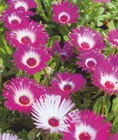 toom Baumarkt Bernburg - Mittagsblume Angebot im Prospekt Mittagsblume bei toom Baumarkt im Bernburg Prospekt für 5,99 €