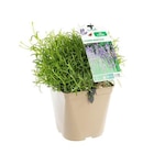 Lavande Angustifolia Munstead à fleurs violettes. Le pot de 3 litres - BOTANIC® en promo chez Botanic Lavande Angustifolia Munstead à fleurs violettes. Le pot de 3 litres - BOTANIC® dans le catalogue Botanic