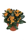 Promo Kalanchoe "The Tiger" à 5,99 € dans le catalogue Gamm vert à Bordes