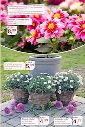 Aktueller Garten-Center Nordharz GmbH & Co. KG Prospekt mit Korb, "SUMMER TIME!", Seite 11