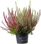 Besenheide im Angebot bei Penny-Markt in Rheine Besenheide Angebote bei Penny-Markt Rheine für 1,79 €