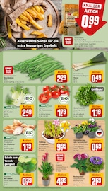 Blumen im REWE Prospekt in Rodgau Aktueller REWE Prospekt mit Blumen, "Dein Markt", Seite 7