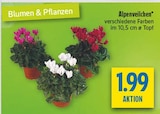 Alpenveilchen im Angebot bei diska in Amberg Alpenveilchen Angebote bei diska Amberg für 1,99 €
