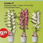 Orchidee Angebote von BOS bei V-Markt Regensburg für 9,99 €