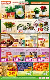 Offre Croquettes Chien dans le catalogue Norma du moment à la page 4