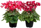Aktuelle Blumen Angebote bei REWE in Leipzig Aktuelles Alpenveilchen »Dijx« Angebot bei REWE in Leipzig ab 2,49 €