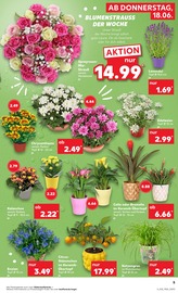 Aktueller Kaufland Prospekt mit Blumen, "Hier bin ich richtig", Seite 14