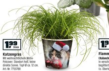Katzengras bei OBI in Hagen Katzengras im Angebot bei OBI Hagen für 1,99 €