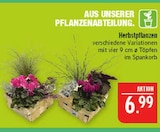 Marktkauf Hof - Herbstpflanzen Angebot im Prospekt Herbstpflanzen bei Marktkauf im Hof Prospekt für 6,99 €