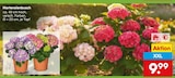 Aktuelle Hortensie Angebote bei Netto Marken-Discount in Wiesbaden Aktuelles Hortensienbusch Angebot bei Netto Marken-Discount in Wiesbaden ab 9,99 âŹ