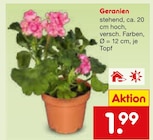 Aktuelles Geranien Angebot bei Netto Marken-Discount in Offenbach (Main) ab 1,99 €