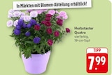 EDEKA Sternenfels Prospekt mit  im Angebot für 7,99 €