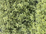 Gamm vert Avesnelles - Promo Pittosporum Tenuifolium ECLOZ Promo Pittosporum Tenuifolium ECLOZ à 14,99 € dans le catalogue Gamm vert à Avesnelles