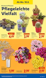 Lidl Aster im Prospekt 
