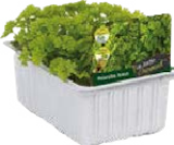 Aktuelle Salat Angebote bei Globus-Baumarkt in Dresden Aktuelles Salat- und Gemüsesetzlinge Angebot bei Globus-Baumarkt in Dresden ab 1,99 €
