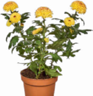 Aktuelles Chrysanthemen Angebot bei Netto Marken-Discount in Bremen ab 3,99 €