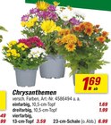 Chrysanthemen bei toom Baumarkt im Villingen-Schwenningen Prospekt für 1,69 €