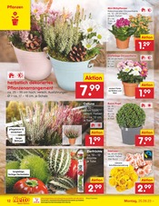 Blumen im Netto Marken-Discount Prospekt in Elmshorn Aktueller Netto Marken-Discount Prospekt mit Blumen, "Aktuelle Angebote", Seite 12