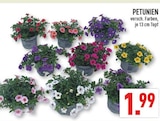 PETUNIEN im Angebot bei Marktkauf in Dorsten PETUNIEN Angebote bei Marktkauf Dorsten für 1,99 €