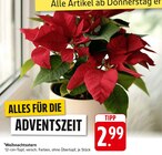 Weihnachtsstern im Angebot bei E center in Bruchsal Weihnachtsstern Angebote bei E center Bruchsal für 2,99 €