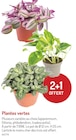 Plantes vertes en promo chez Botanic Plantes vertes dans le catalogue Botanic