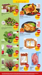 Pflanzen im Penny Prospekt Pflanzen im Penny Prospekt Wer günstig will, muss Penny. auf S. 24