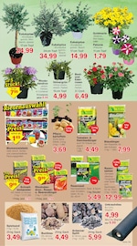 Blumenzwiebeln im Jawoll Prospekt in Schwerte Aktueller Jawoll Prospekt mit Blumenzwiebeln, "Sonderposten-Märkte", Seite 13