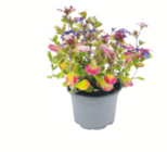 toom Baumarkt Heide - Herbstpflanzen Angebot im Prospekt Herbstpflanzen bei toom Baumarkt im Heide Prospekt für 3,29 €