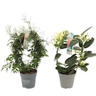 "Jasmin/Stéphanotis" à 8,99 € dans le catalogue Carrefour