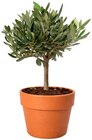 Pflanzentrio Bloomatch im Angebot bei REWE in Heidelberg Pflanzentrio Bloomatch Angebote bei REWE Heidelberg für 7,99 €