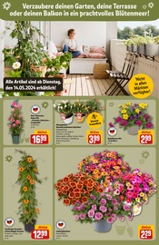 Ähnliche Angebote wie Tulpen im Prospekt "Dein Markt" auf Seite 8 von REWE in Bielefeld