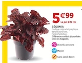 Bégonia en promo chez Delbard Bégonia dans le catalogue Delbard
