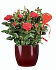 Plante Saint-Valentin en pot céramique en promo chez Lidl Villeneuve-d'Ascq à 7,99 €